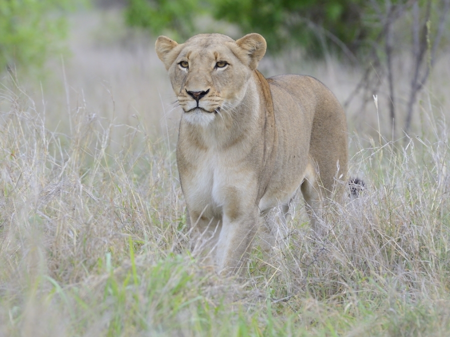 Southern Pride Lioness Hunting 2
