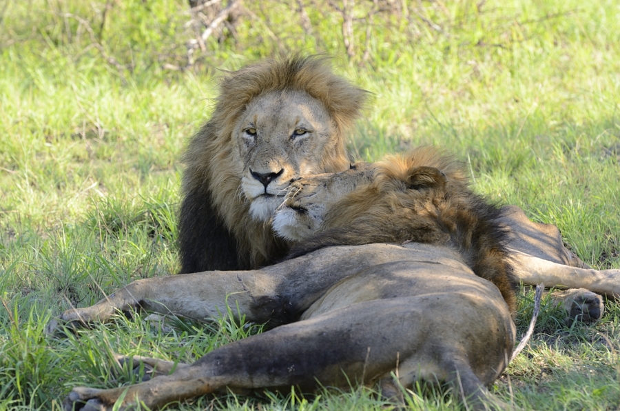 Big Male Lions