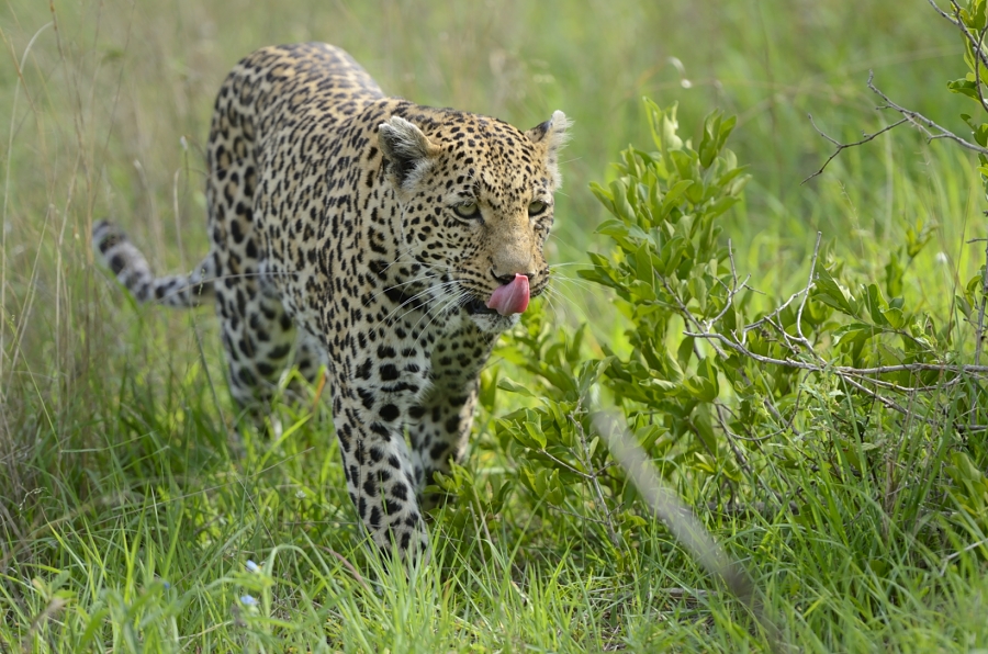 Leopard On The Move Leopard On The Move