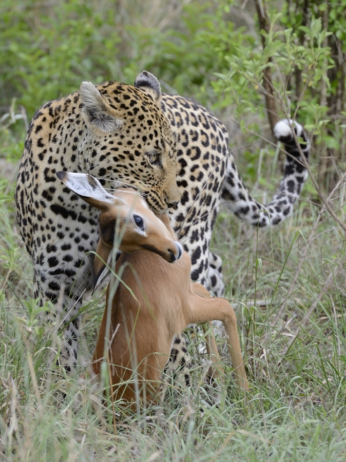 Leopards With Impala Kill 1 Leopards With Impala Kill 1