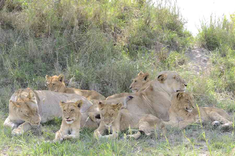 Southern Pride Cubs Southern Pride Cubs