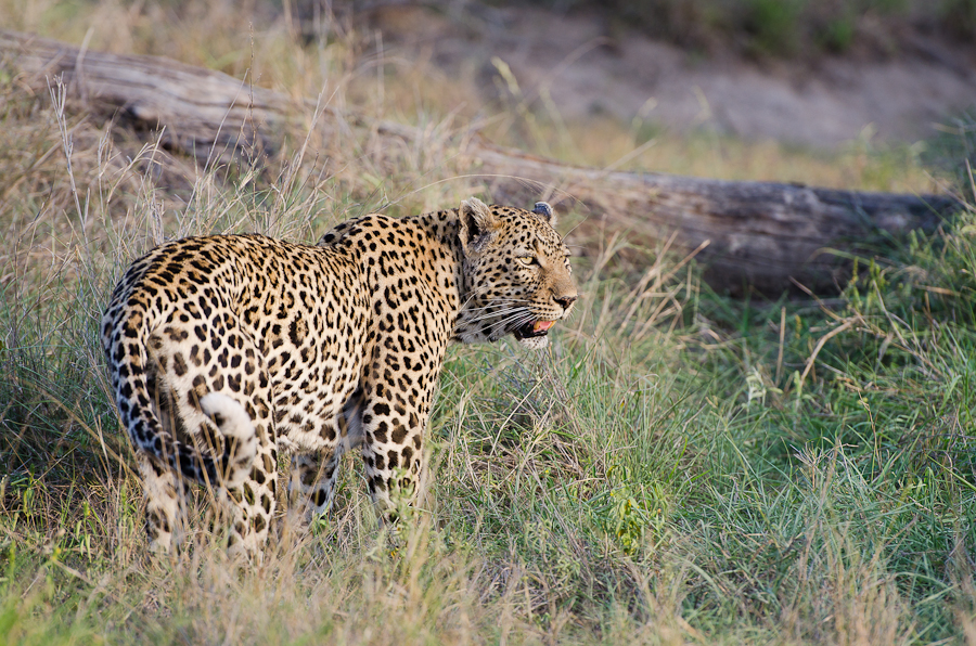 Young Male Leopard Young Male Leopard