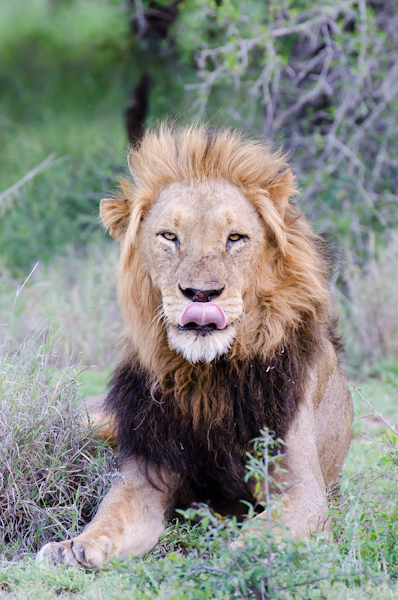 Kruger Male 2 Kruger Male 2