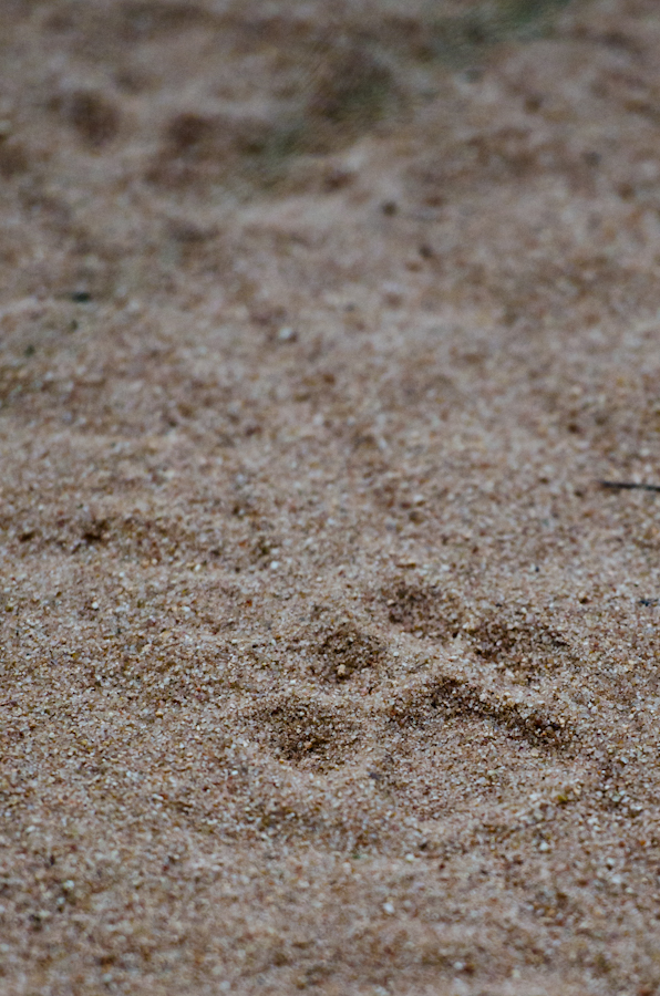 Leopard Tracks Leopard Tracks