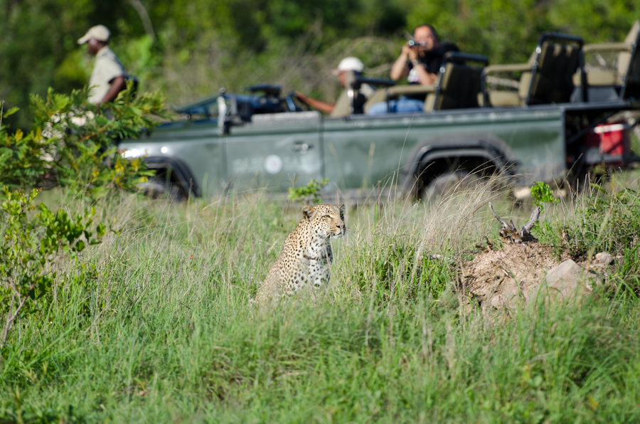 Little Bush Female 2 Little Bush Female 2