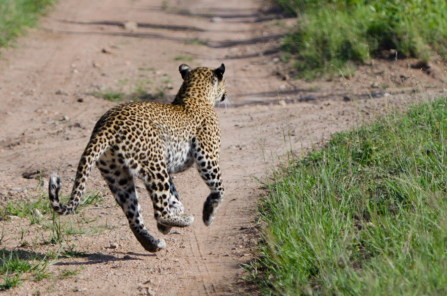 Little Bush Female 5 Little Bush Female 5