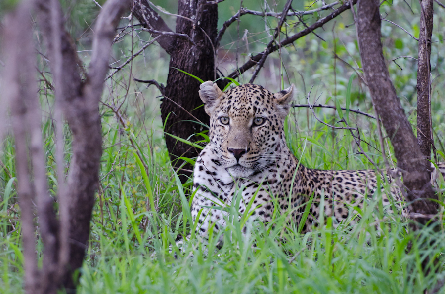 Male Leopard 2 Male Leopard 2