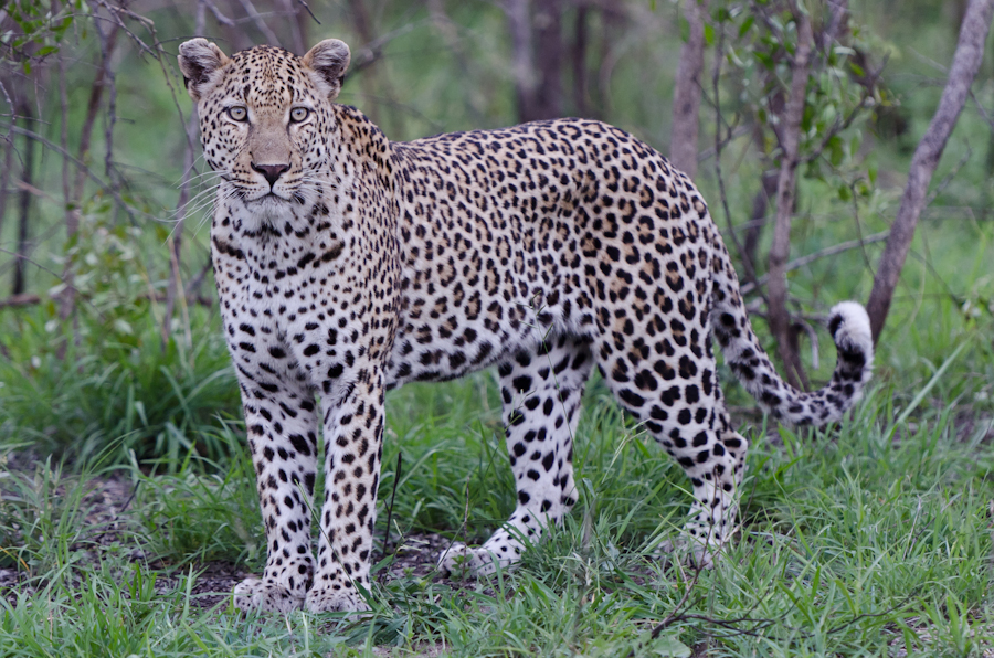 Male Leopard Male Leopard