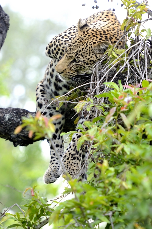 New Male Leopard New Male Leopard