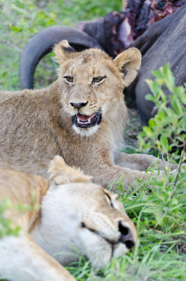 Southern Pride And Buffalo Southern Pride And Buffalo