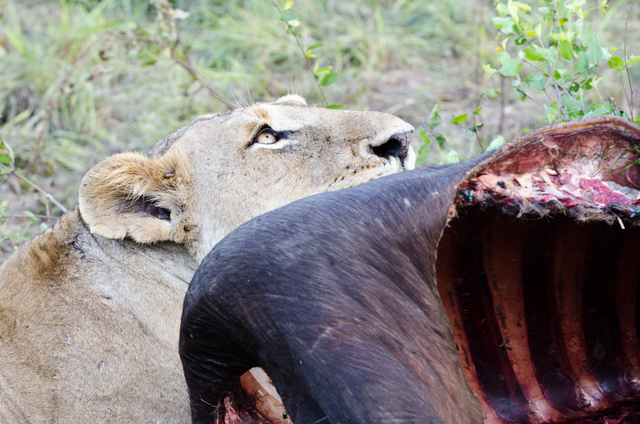 Southern Pride And Buffalo 2 Southern Pride And Buffalo 2