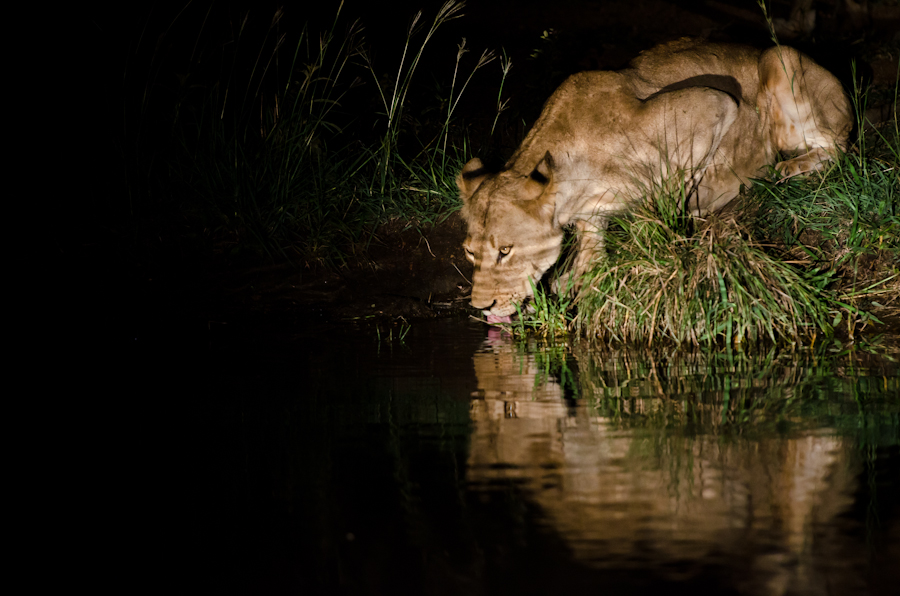Southern Pride Drinking 3