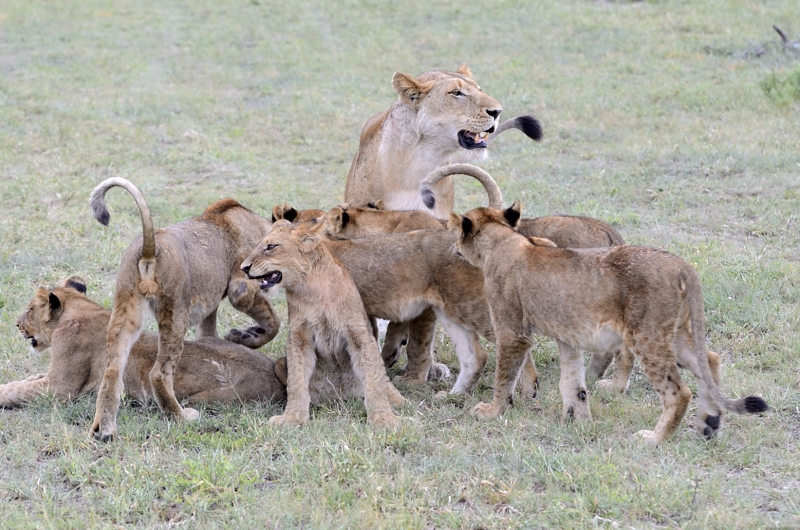 Southern Pride Female With Cubs Southern Pride Female With Cubs