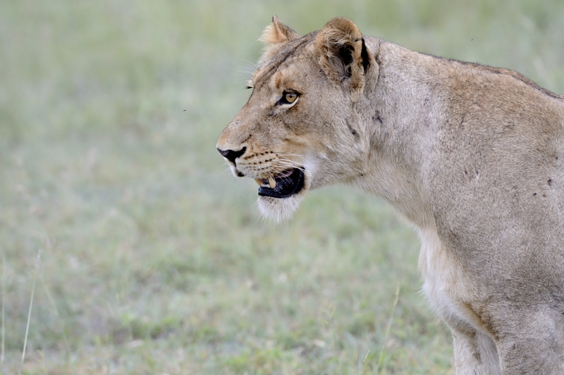 Southern Pride Female Southern Pride Female