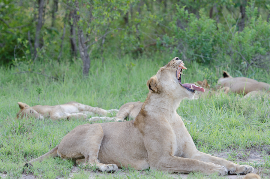 Southern Pride Yawn Southern Pride Yawn