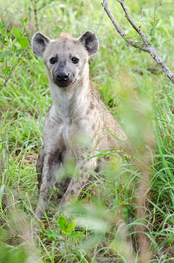 Spotted Hyena