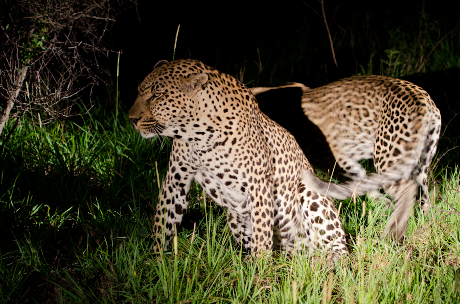 Leopards Mating 2 Leopards Mating 2
