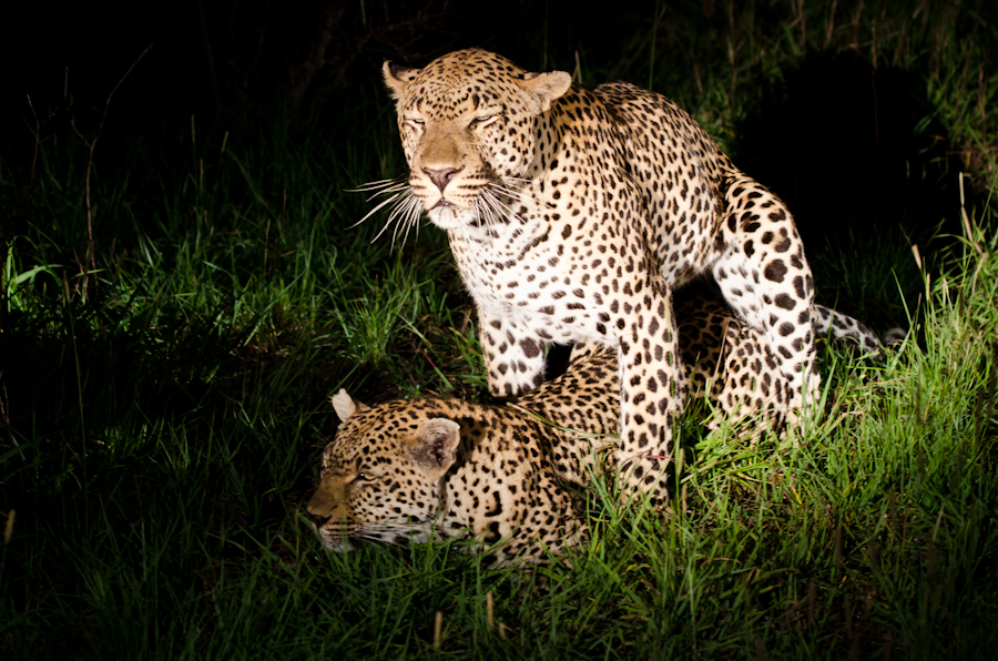 Leopards Mating 3