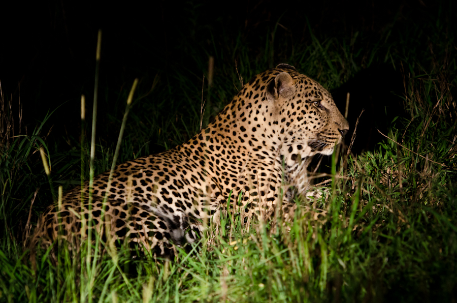 Leopards Mating 5 Leopards Mating 5