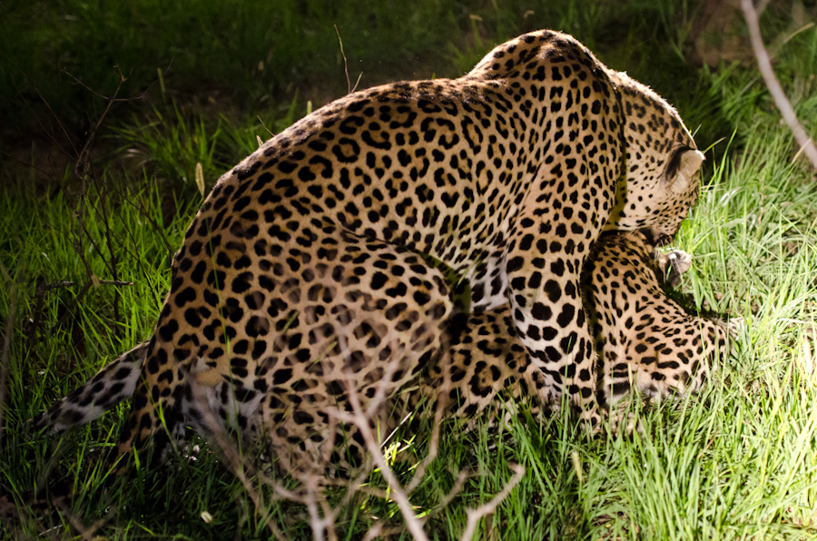 Leopards Mating 8 Leopards Mating 8