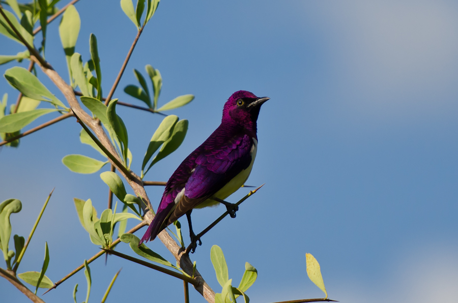 Violet Backed Starling Violet Backed Starling