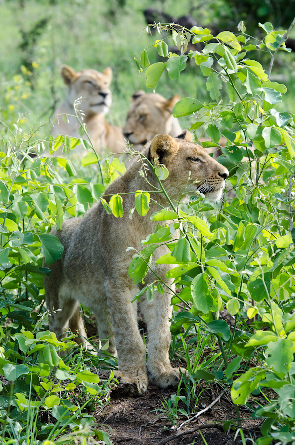 Lion Play Lion Play
