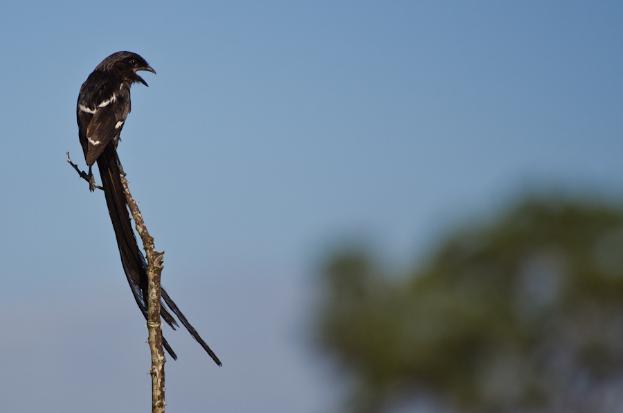 Magpie Shrike Magpie Shrike