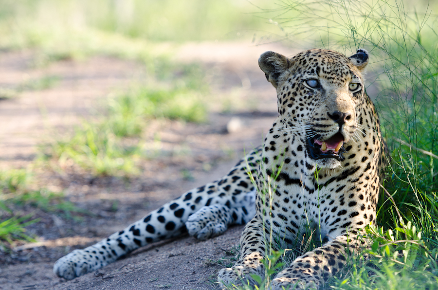 Male Leopard Male Leopard