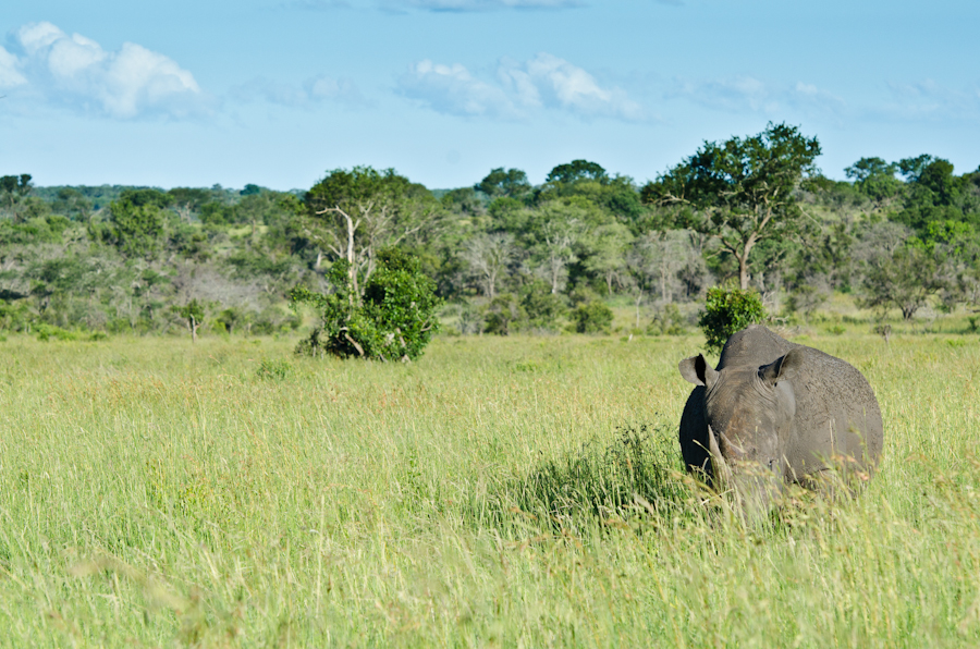 Rhino Rhino