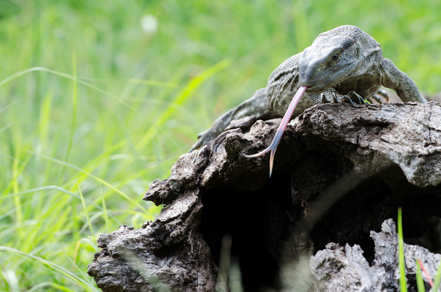 Rock Monitor Lizard Rock Monitor Lizard