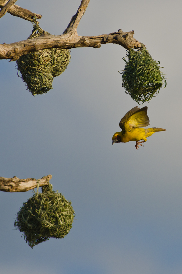 Southern Masked Weavers 2 Southern Masked Weavers 2