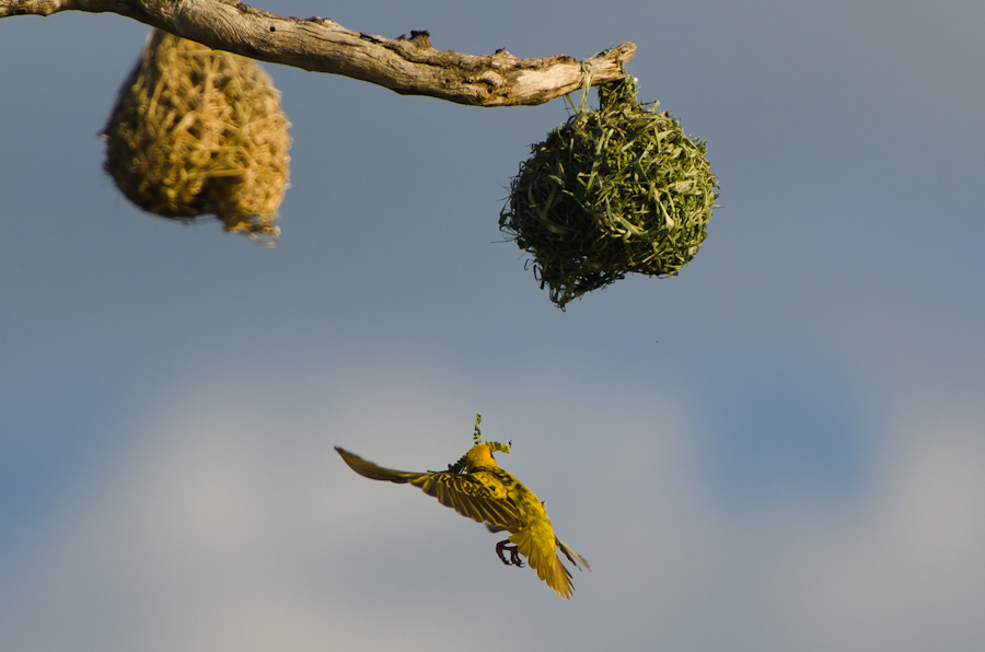 Southern Masked Weavers 3 Southern Masked Weavers 3
