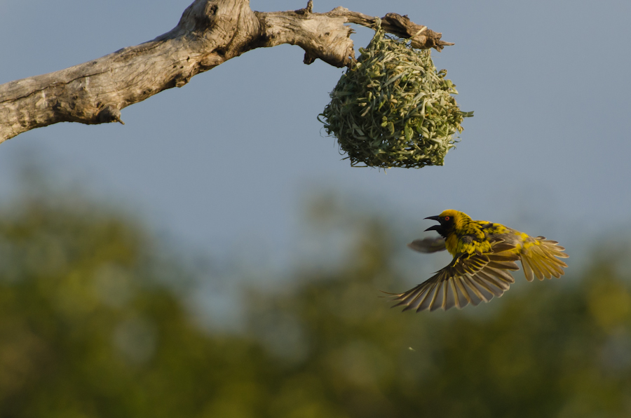 Southern Masked Weavers 4 Southern Masked Weavers 4