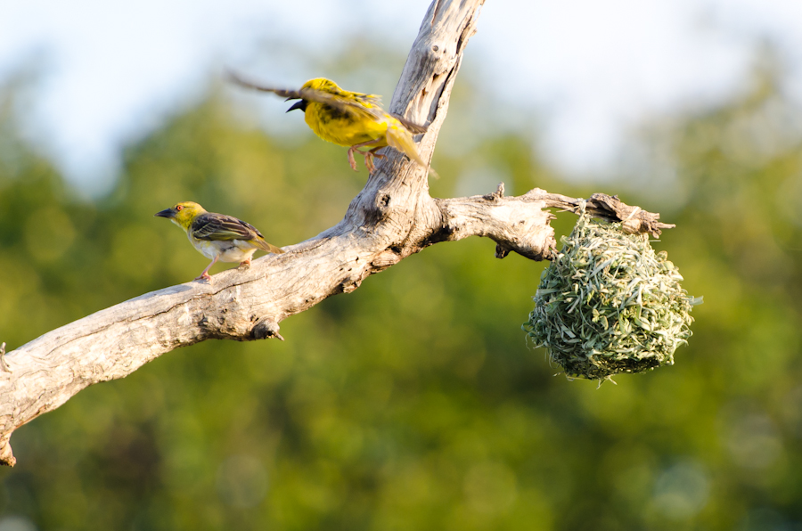 Southern Masked Weavers 8