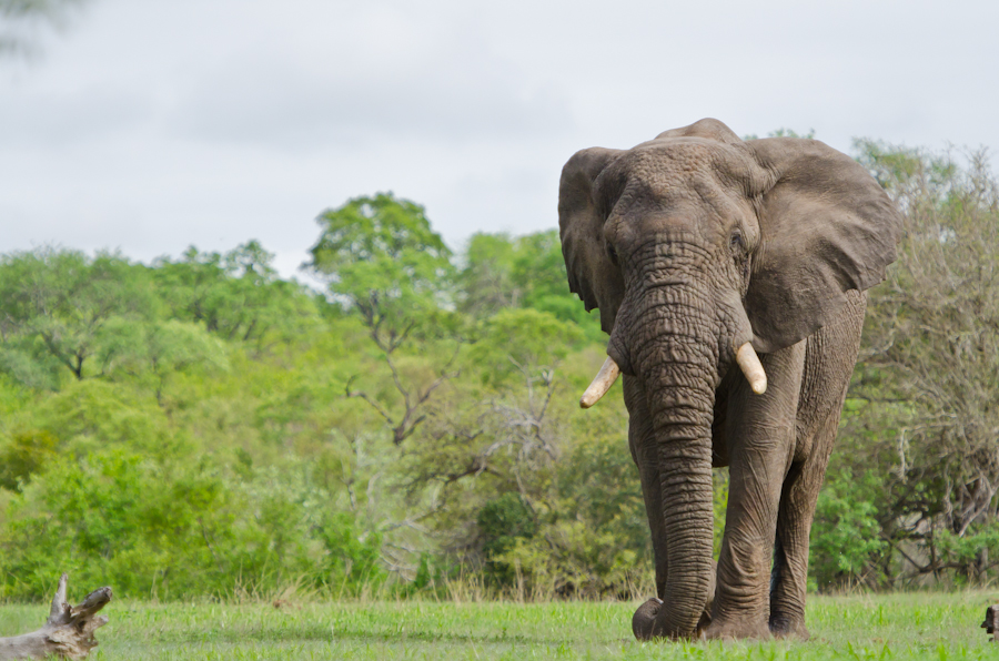 Elephant Elephant