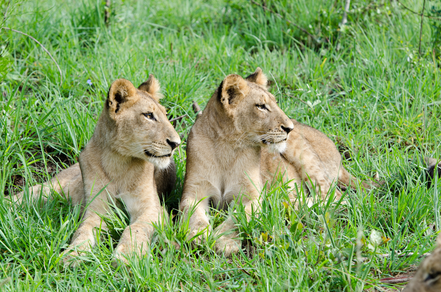 Lion Cubs At Sabi Sabi Lion Cubs At Sabi Sabi