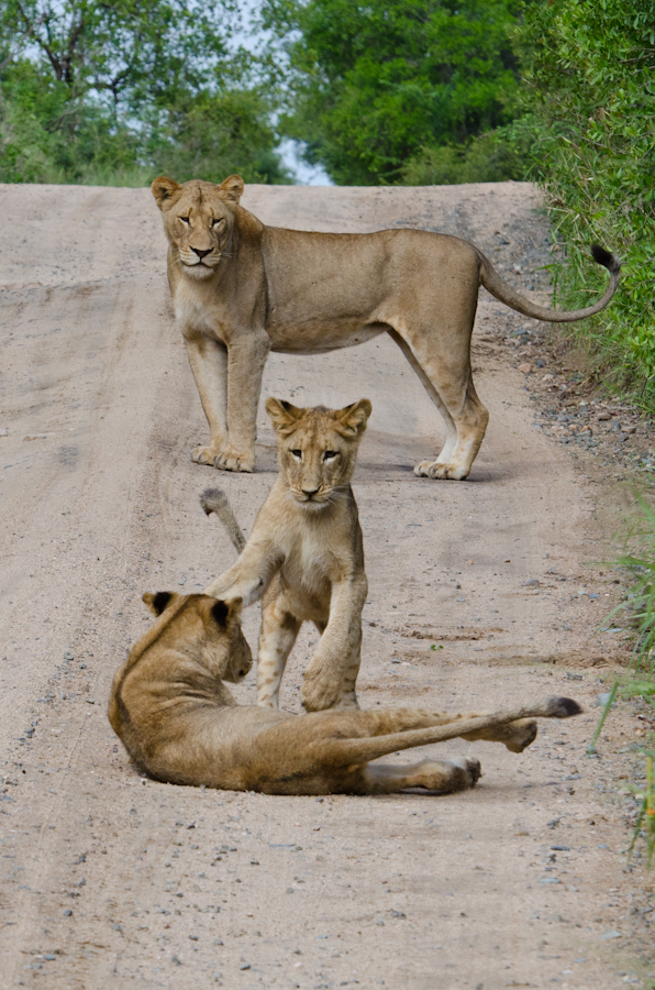 Lions playing at sabi sabi Sabi Sabi Private Game Reserve Blog