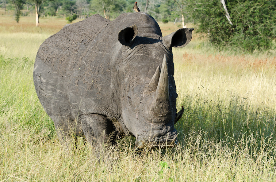 Blind Rhino Blind Rhino