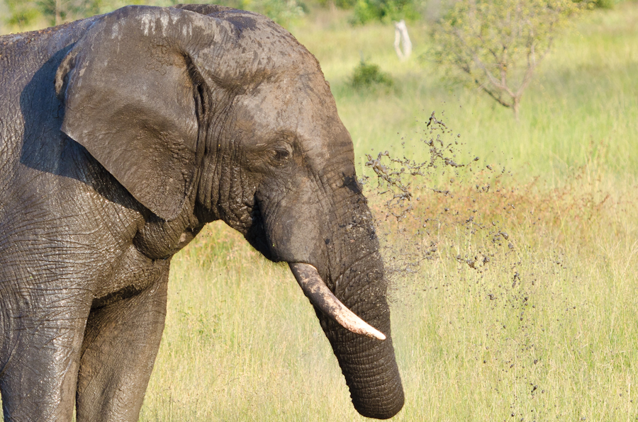 Elephant Bull Bath 3