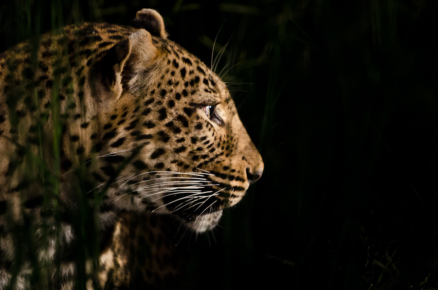 Female Leopard 3 Female Leopard 3