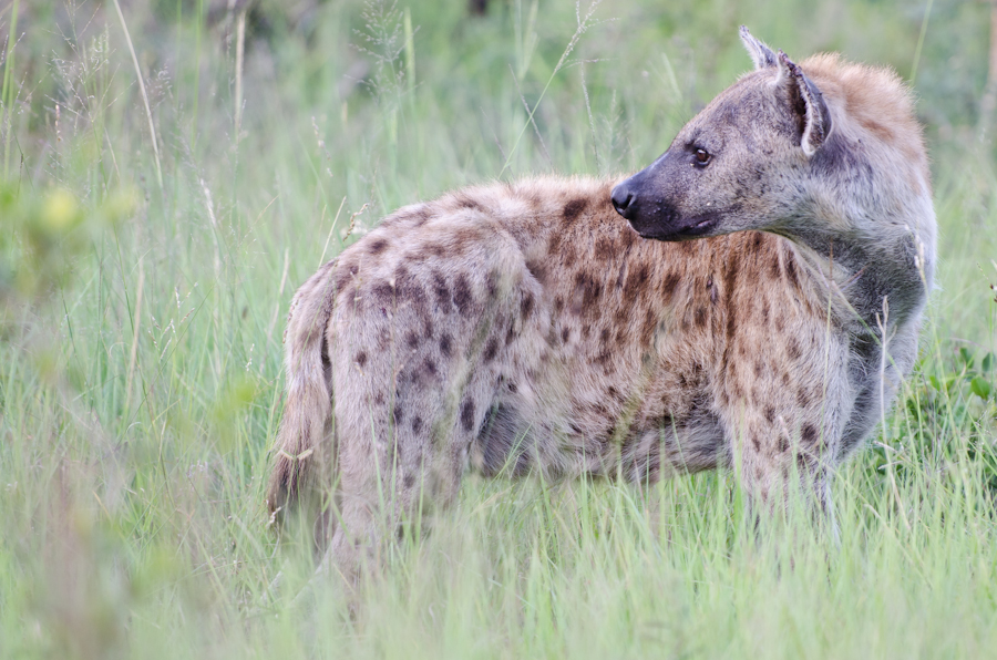 Hyena Hyena