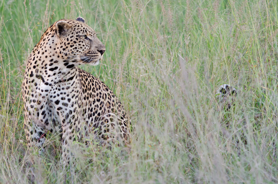 Leopards Mating 4 Leopards Mating 4