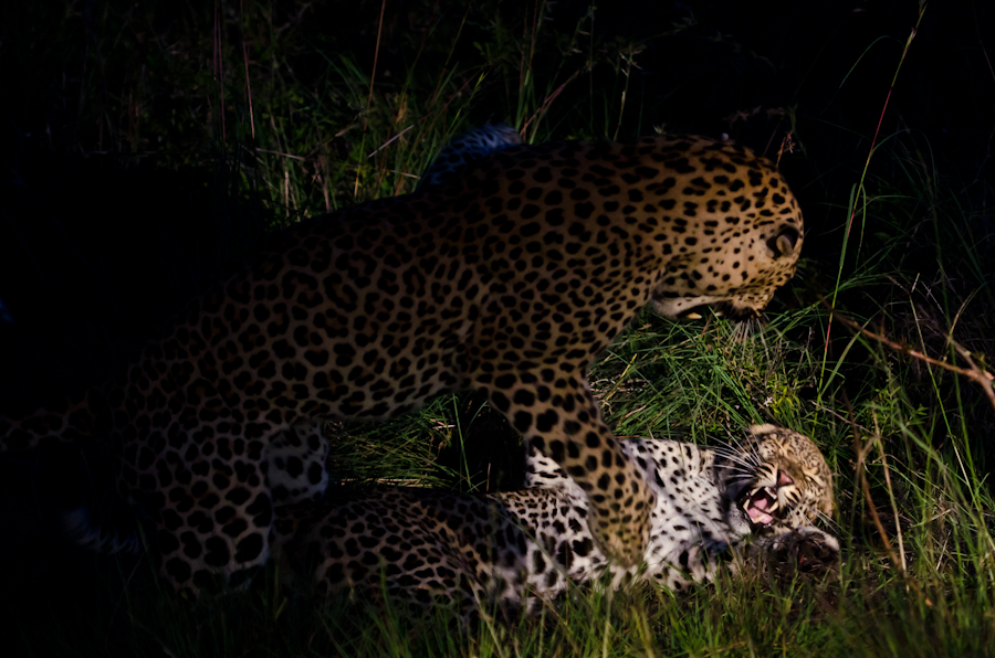 Leopards Mating 7