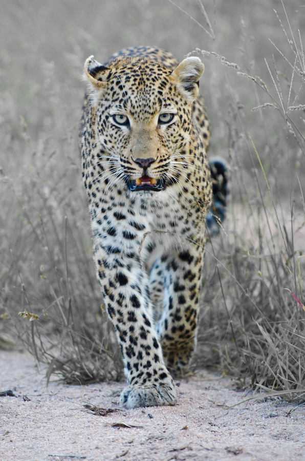 Leopards Mating At Selati 2 Leopards Mating At Selati 2