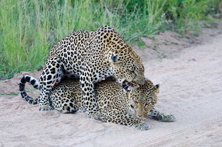 Leopards Mating At Selati 3 Leopards Mating At Selati 3