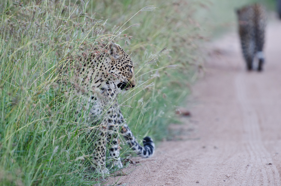 Leopards Mating At Selati 4 Leopards Mating At Selati 4