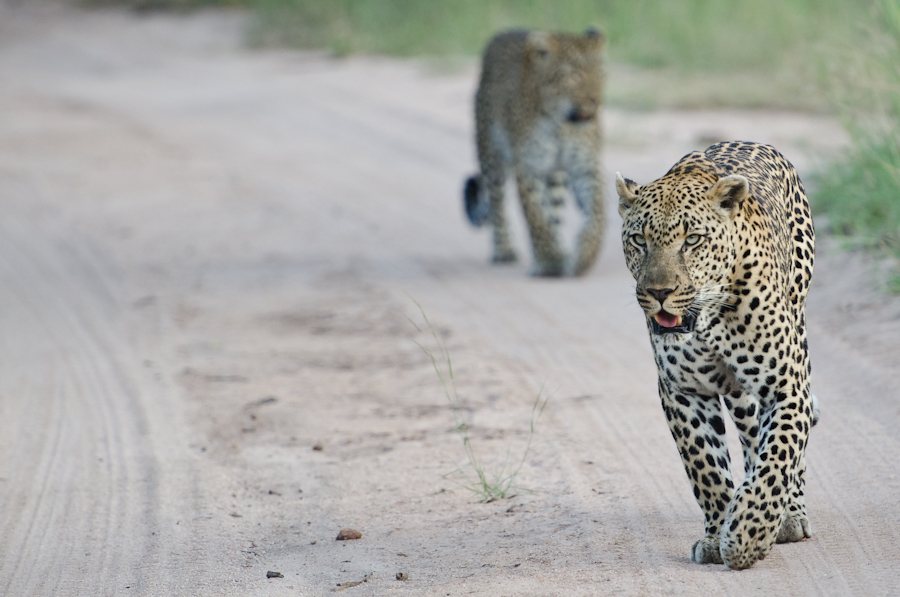 Leopards Mating At Selati Leopards Mating At Selati
