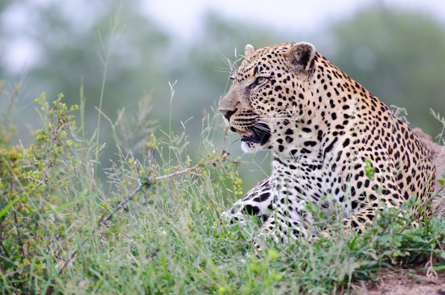 Male Leopard 2 Male Leopard 2