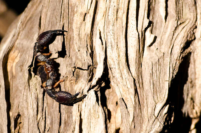 Scorpion 3 Scorpion 3