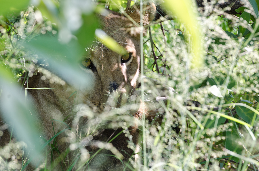 Southern Pride Kill 1 Southern Pride Kill 1